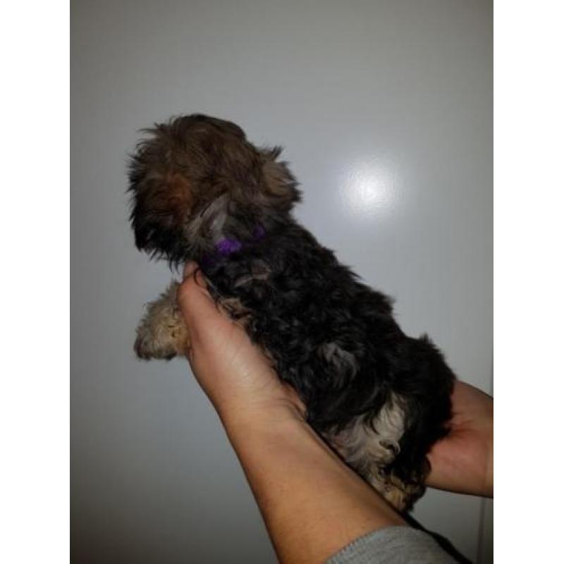 Prachtige boomer pups