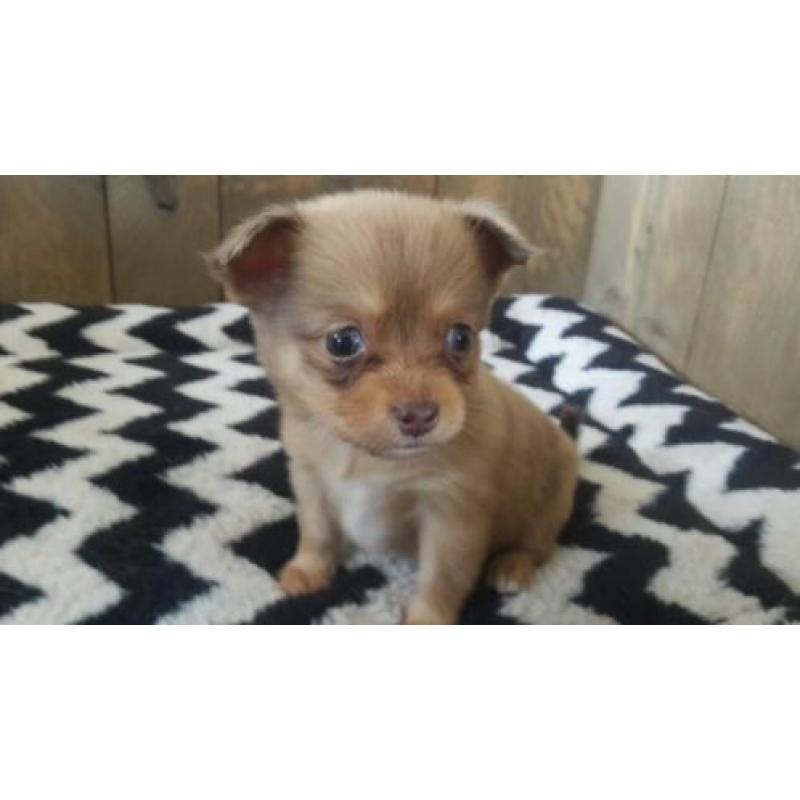 3 mooie choco merle pomeriaan kruising pomchi te koop teefje