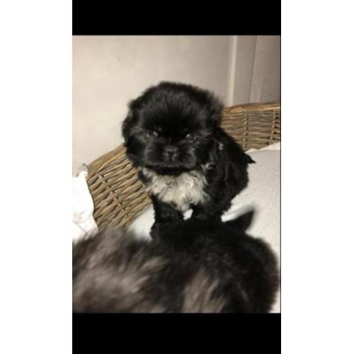 Shi tzu pups