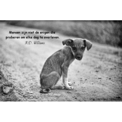 Tip: Gun een hond een goed/beter leven
