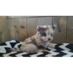 3 mooie choco merle pomeriaan kruising pomchi te koop teefje
