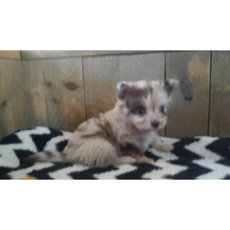 3 mooie choco merle pomeriaan kruising pomchi te koop teefje