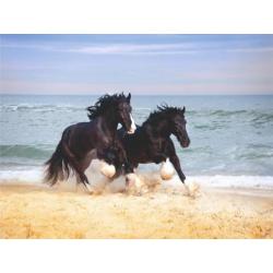 Paarden fotobehang Shire, Paarden vliesbehang strand