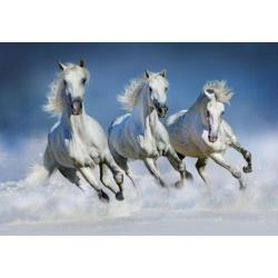 Paarden fotobehang Shire, Paarden vliesbehang strand